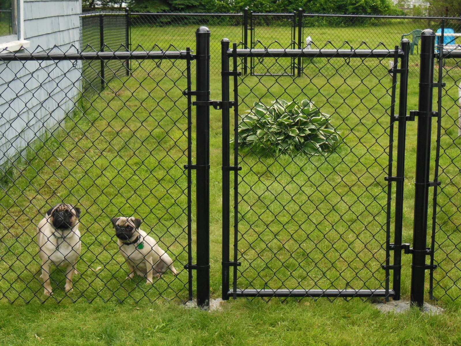 "Diamond Fence: A Timeless and Elegant Fencing Solution"